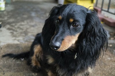 1547348058_15474041035c3aa85aab4103.67929434_longhair-dachshund.jpg