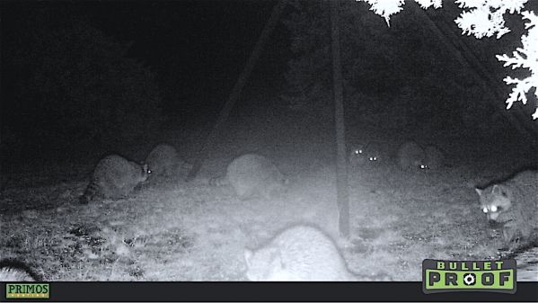 1547586037_19935823955c3e49f593ded4.51925890_Ten coons.jpg