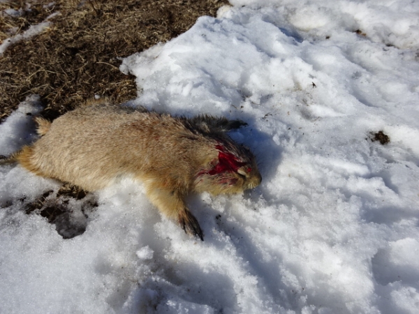 1547588251_20411871125c3e529bbd3f35.34060226_DSC02959.JPG