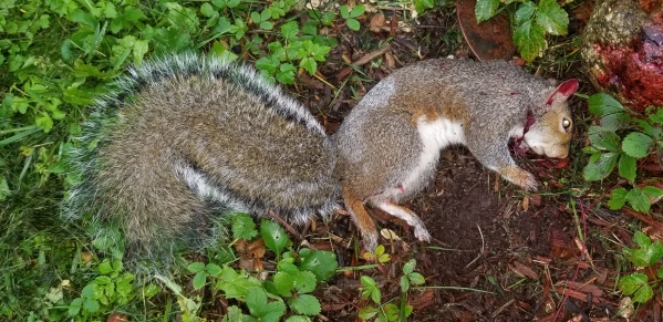 1547668210_4768874375c3f8af2bebf61.89893550_Squirrel 2 Neck Shot 1.jpg