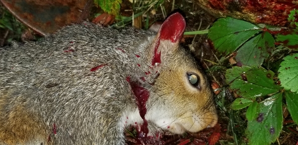 1547668233_8056869545c3f8b094d8040.01420256_Squirrel 2 Neck Shot 2.jpg