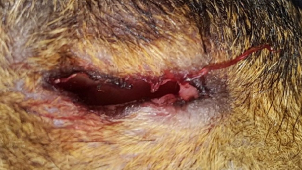 1547668286_17657429005c3f8b3e77dec8.53080629_Squirrel 1 Eye Shot 2.jpg