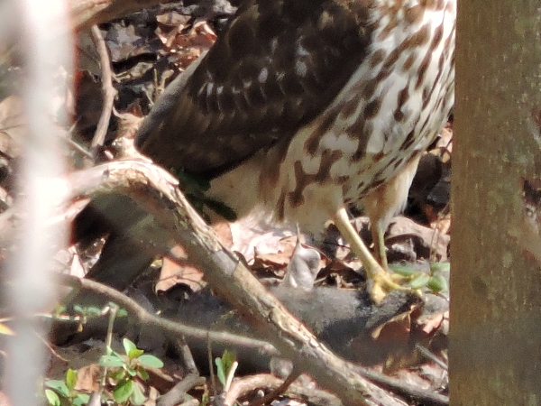 1548289307_3891586915c49051b622f86.62556116_those talons are incredable.JPG
