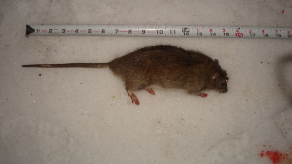 1548646238_14664119545c4e775e2efe03.21240333_012719_rat 1.jpg