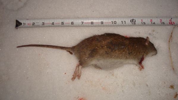 1548646253_6918733175c4e776d620d88.91642256_012719_rat 2.jpg