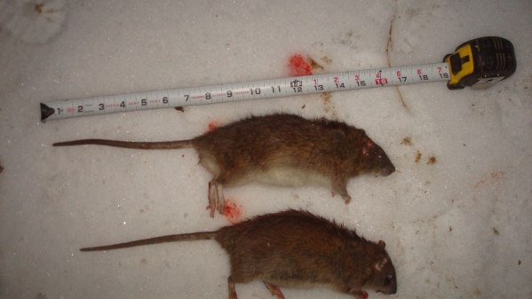 1548646293_778496275c4e77950d7022.60405364_012719_rat 3&4.jpg