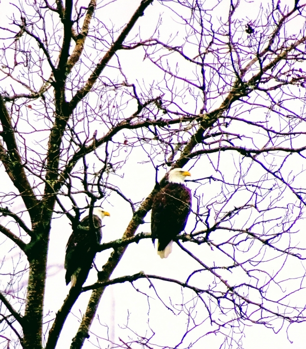 1548675677_5557805875c4eea5d5b09a5.62581666_DSC02907~4.JPG