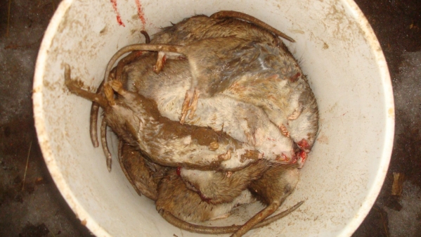 1549413004_7361951305c5a2a8cd5a1c9.37717380_020419_bucket of rats.jpg