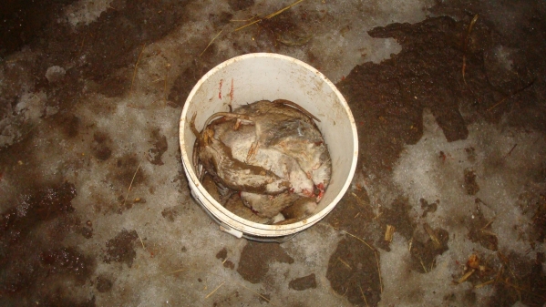 1549413014_15218221825c5a2a96edb323.53418132_020419_bucket of rats 2.jpg