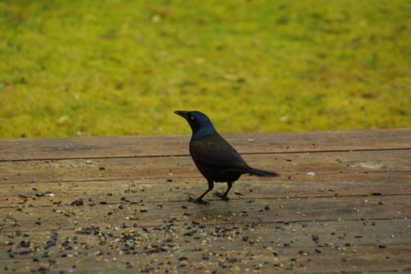 1549642273_17737590405c5daa21bb5cb5.56116476_Grackle.jpg