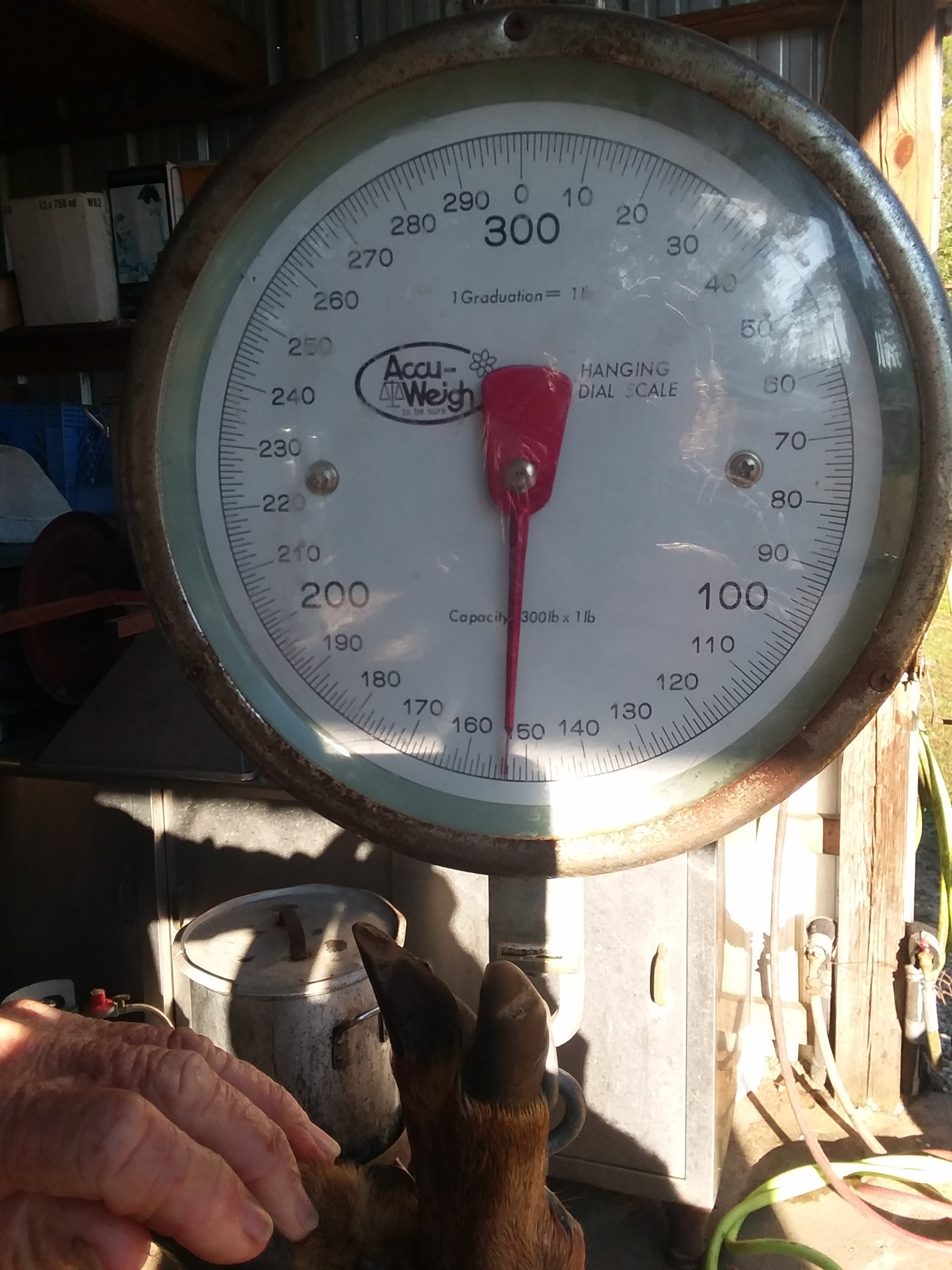 154lb buck.jpg