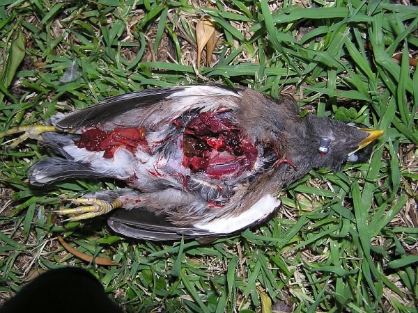 1550037321_12501039855c63b1494a4593.66842529_Polymag25Myna.jpg