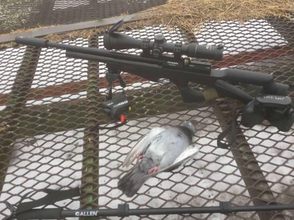 1551041650_15402276295c730472acb238.14494987_022419_pigeon.jpg