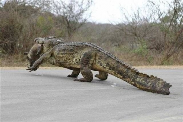 1551114512_21448602005c74211075b808.51788215_gator by kissemee river.jpg