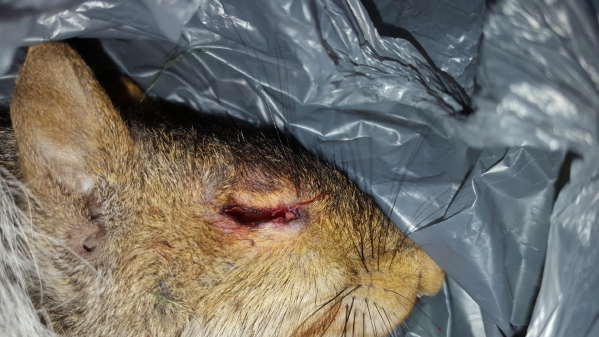 1551904397_12720374785c802e8d76f513.84116686_Squirrel 1 Eye Shot 1.jpeg