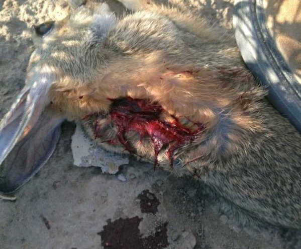 1552514945_6575819595c897f81b30c76.67610860_rabbit2.jpg