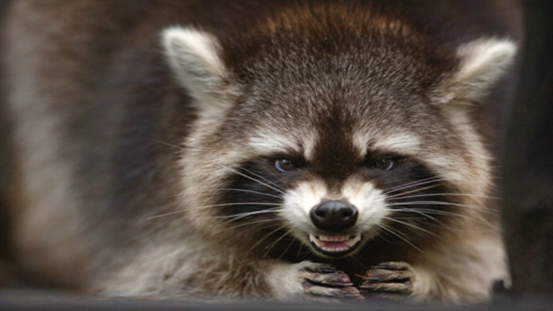 1552611907_2268510385c8afa431ad230.91825933_raccoonpissedoff.jpg