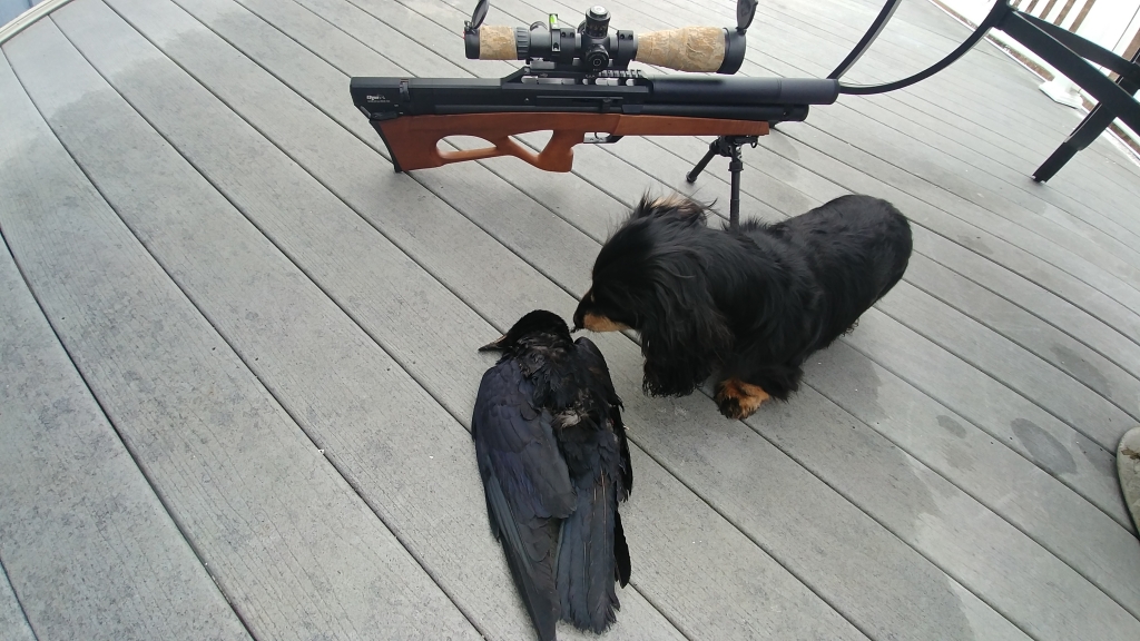 1552663183_14155432015c8bc28f8d3712.71491613_crow.jpg