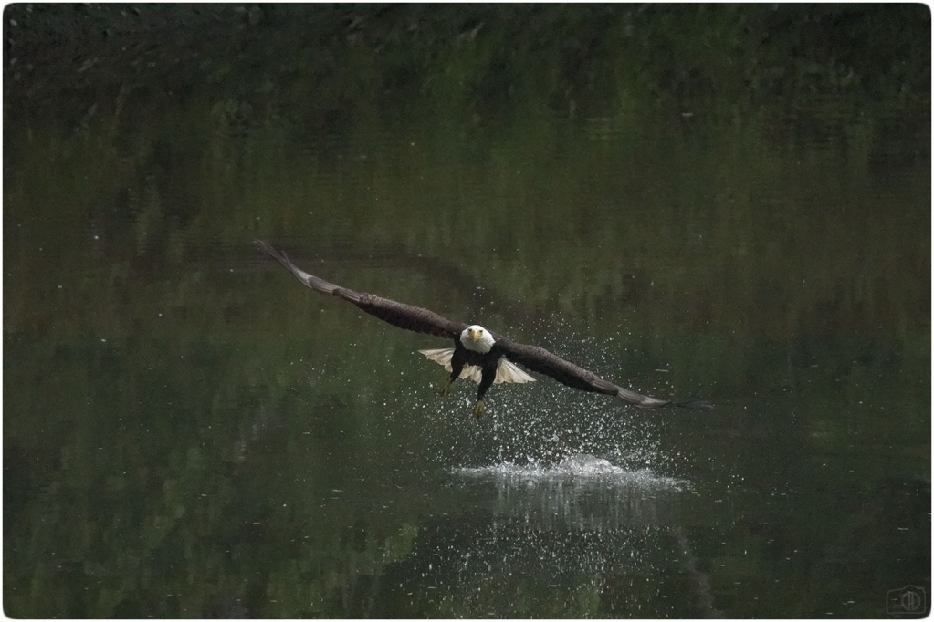1552764554_5566844615c8d4e8ab955e7.38536487_Eagle Fishing 1.jpg