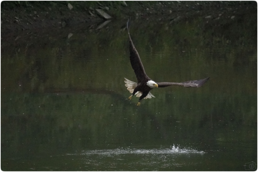 1552764570_12707247825c8d4e9aed9ce1.10055630_Eagle Fishing 2.jpg