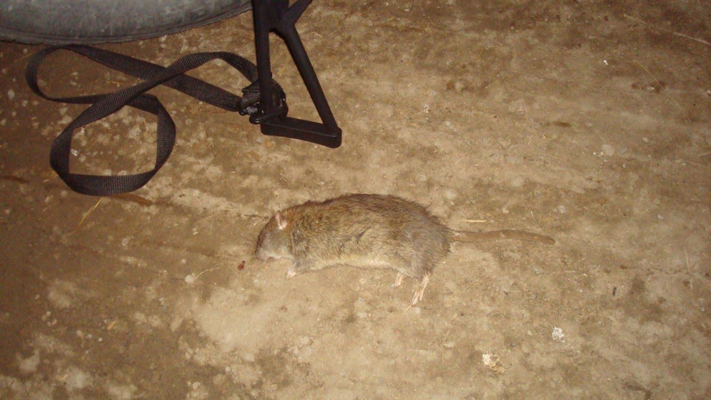 1552970153_12954570905c9071a9857002.52189153_rat.jpg