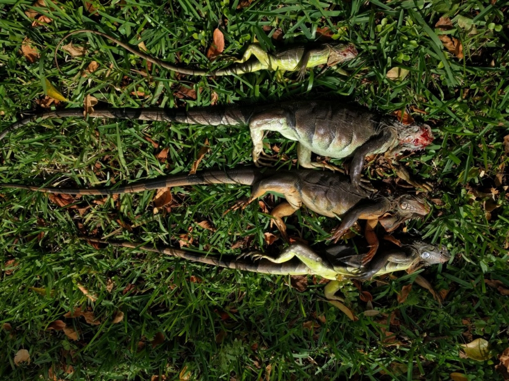 1554033434_12302895815ca0ab1ab71810.82075721_iguanas.jpg