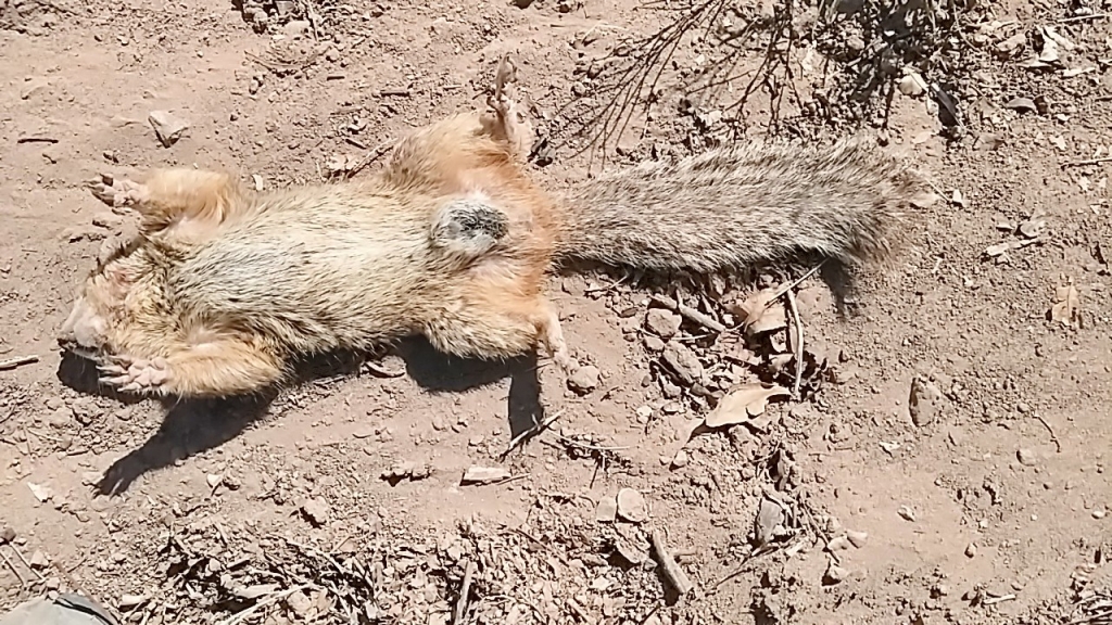 1554147540_3222845465ca268d456e4b9.61559434_IMG_20190401_122314_HDR.jpg