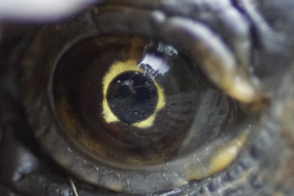 1555694183_19335846795cba02672059f0.59509728_Turtle Eye Macro 2.jpg