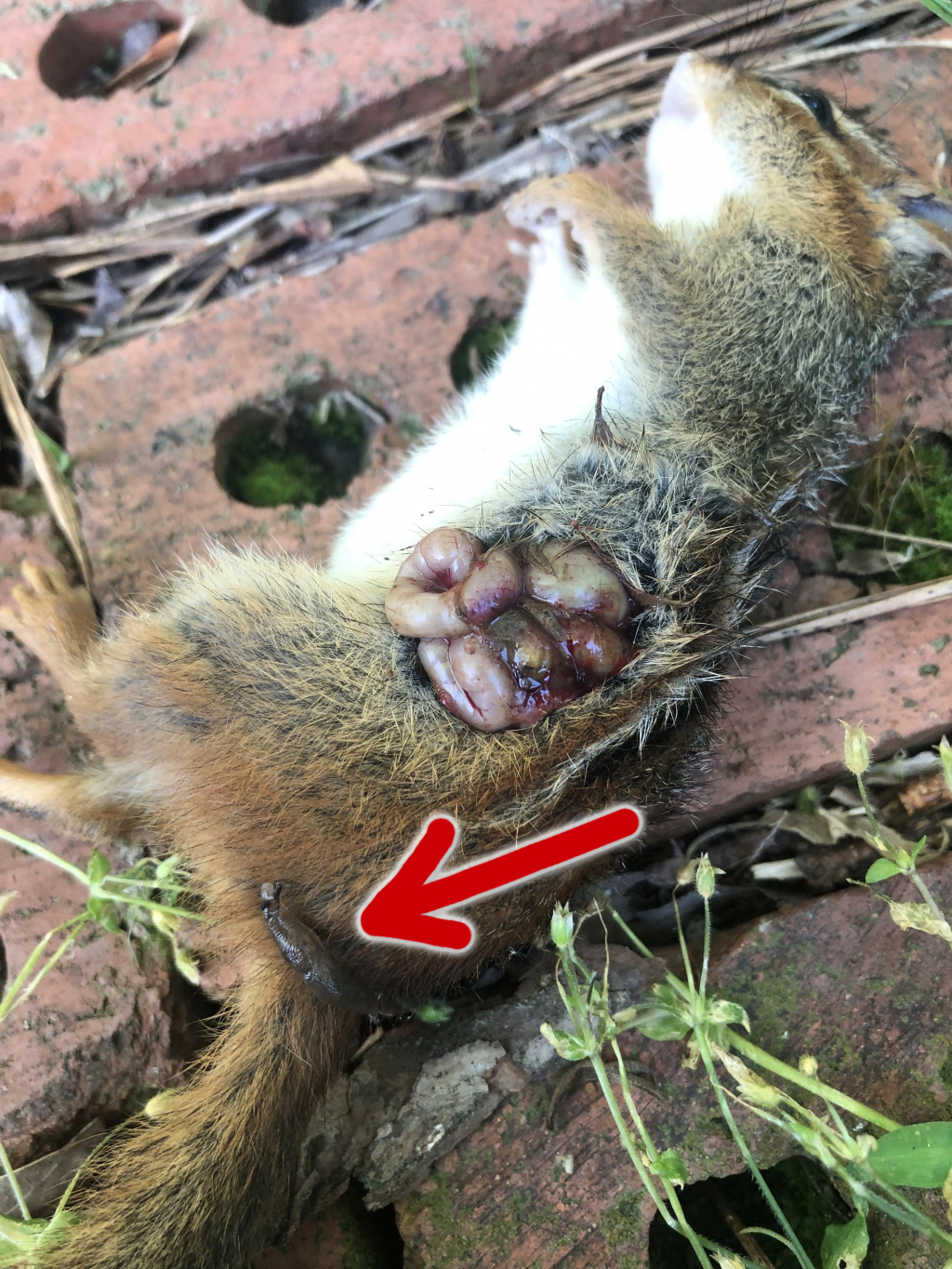 1557334573_499608125cd30a2d366673.47888091_Squirrel Shot With Slug.jpg