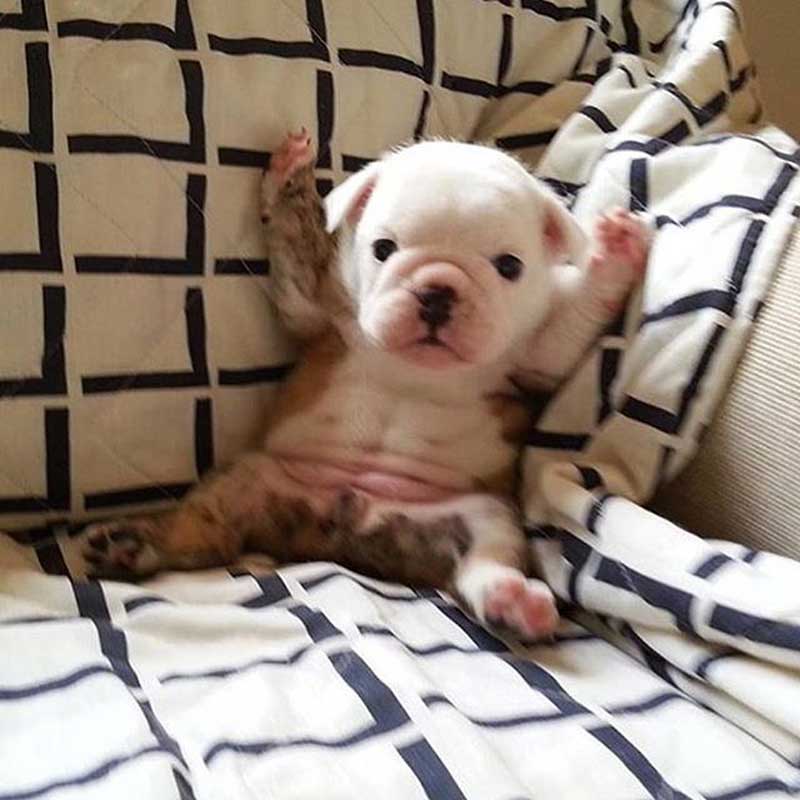 1557681328_14327938455cd854b02a9f17.70345353_Puppy[1].jpg