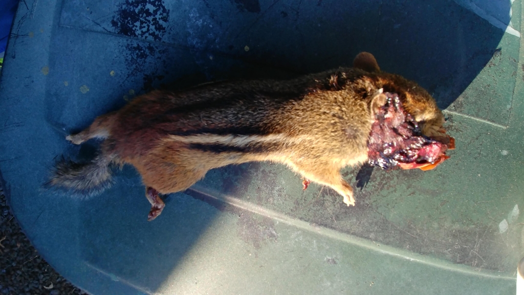 1561245517_3169876815d0eb74dc31813.61109533_chipmunk.jpg