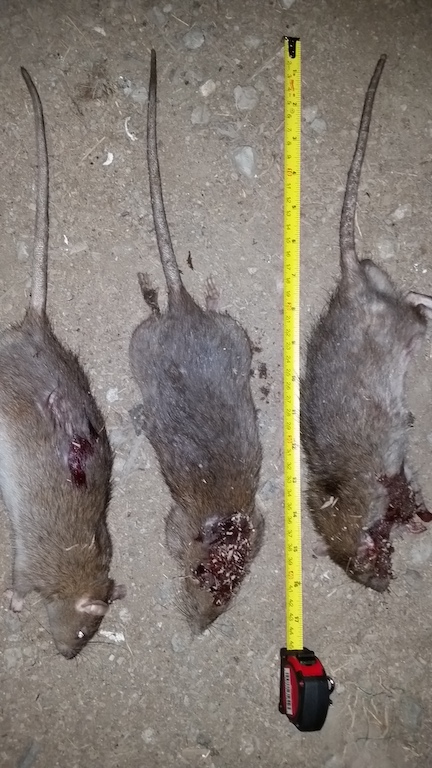 1561407117_14335016285d112e8dcc7955.94577407_rat1small.jpg