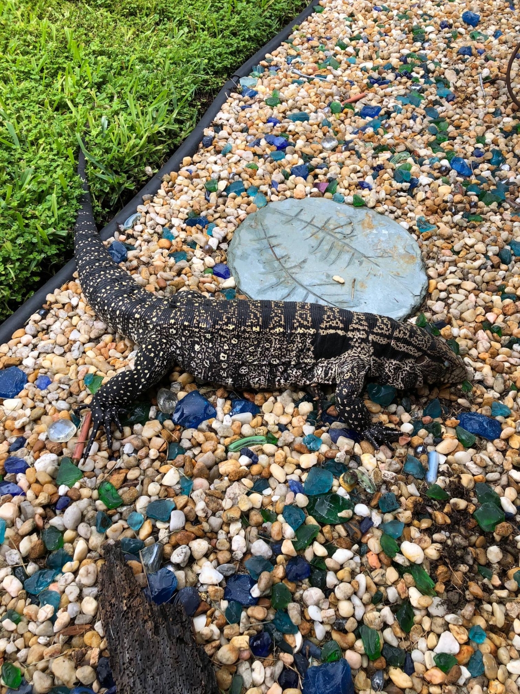 1562525597_1831564495d223f9dadbe27.13320503_tegu_1144.jpg