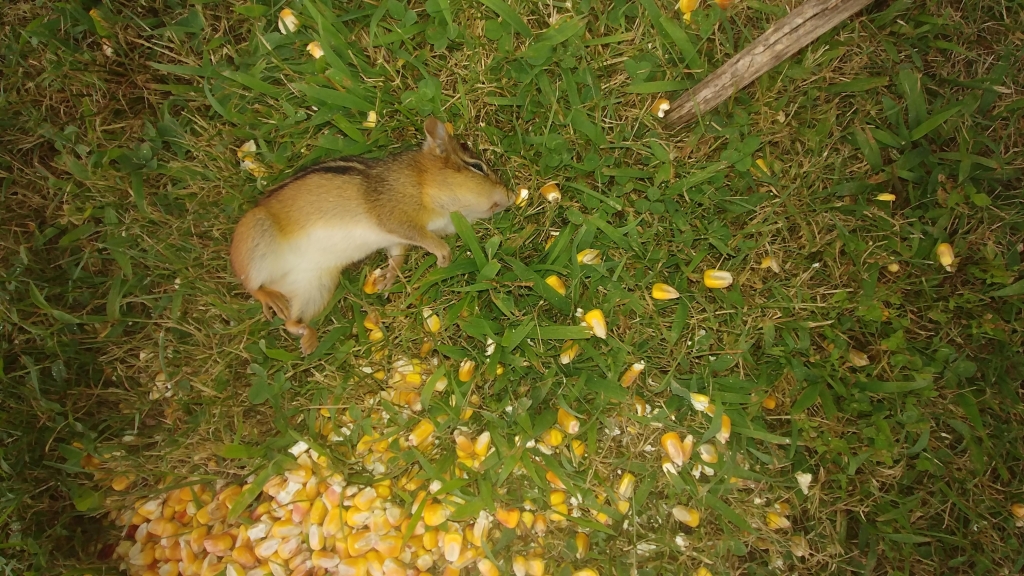 1564626605_17574394435d424eadb5d782.59154508_chipmunk.jpg