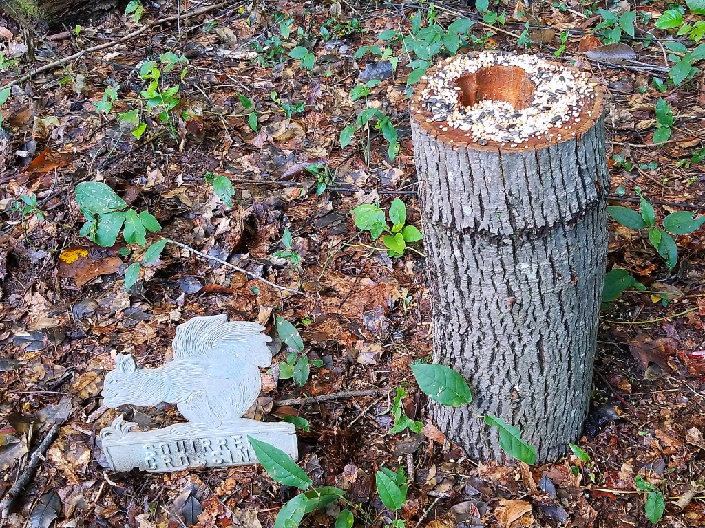 1565479888_7243068555d4f53d0373ce9.22292016_Table For One Squirrel Crossing.jpg