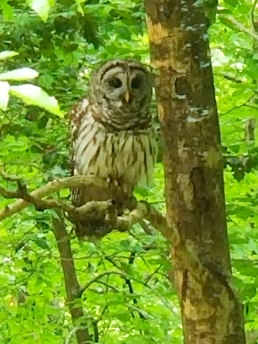 1567381773_3015539245d6c590d5b7349.17068351_Barred Owl 20190513.jpg