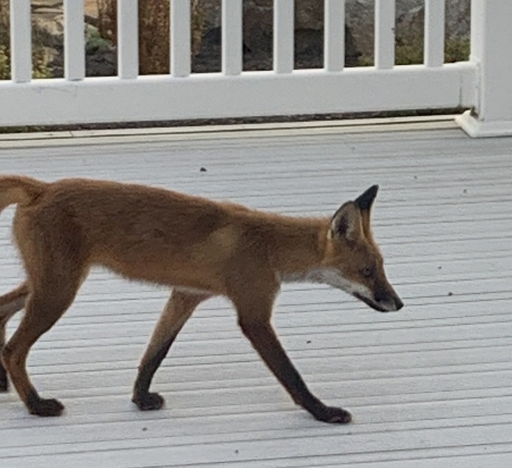 1567966417_19923856895d7544d1a8b149.12408891_Fox.jpg