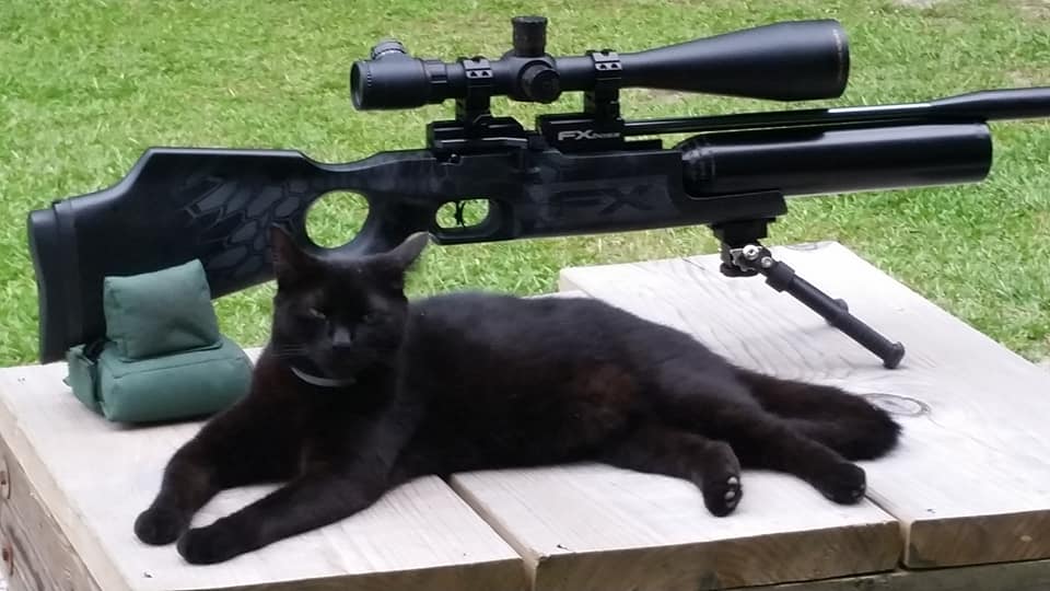 1568420434_4181336755d7c32526d4822.69414497_FX Boss n kitty.jpg