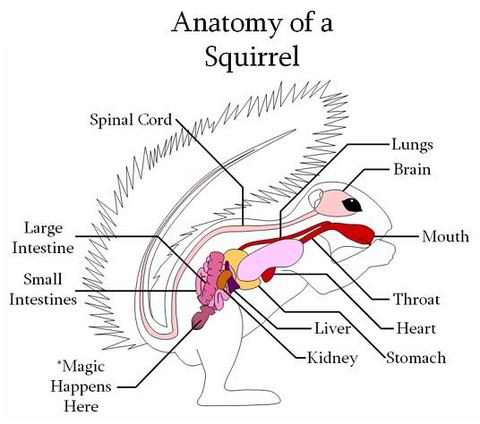 1569100525_17992766285d8692edb80873.86536857_Squirrel_Anatomy.jpg