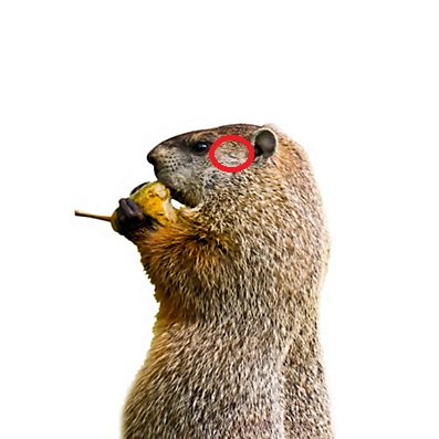 1569609249_11808494095d8e5621624c15.26133113_baitedgroundhog.jpg