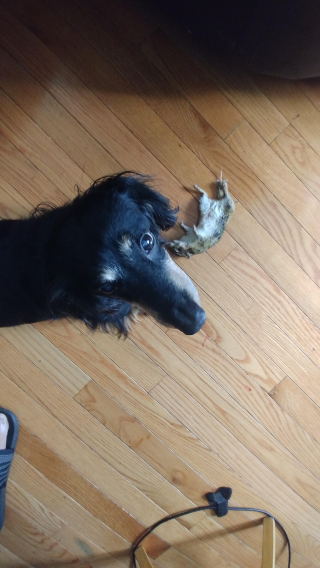 1570805696_10620604185da097c0e29e72.51367167_whiskers.jpg
