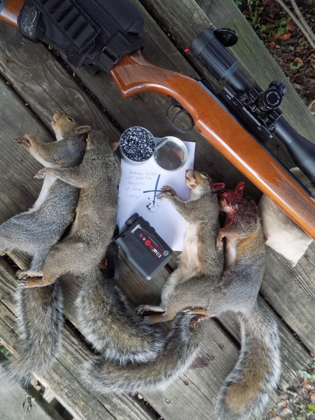 1572046966_14313589075db3887602a769.14254713_D460-Squirrels-&-tgt.JPG