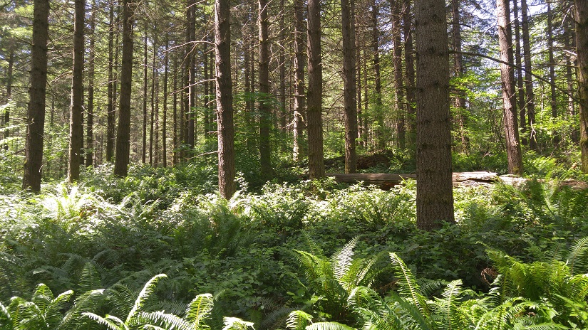 1572501964_1126779055dba79ccaa4a38.24880563_Forests.jpg