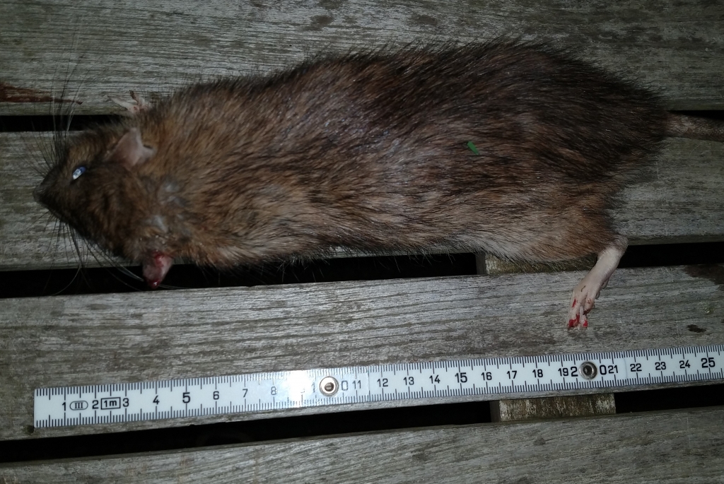 1573125537_1509630905dc3fda11345b4.82951469_Rat IMG_20191106_220212023.jpg
