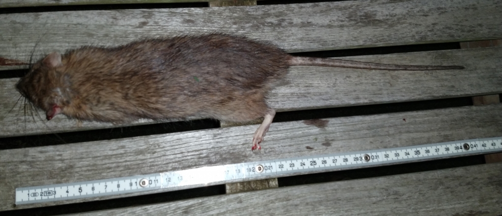 1573125554_12607452095dc3fdb23589f5.01078021_Rat IMG_20191106_220247021.jpg