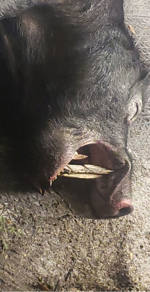 1575242032_14036865de4493066a904.23445246_pig 1.jpg