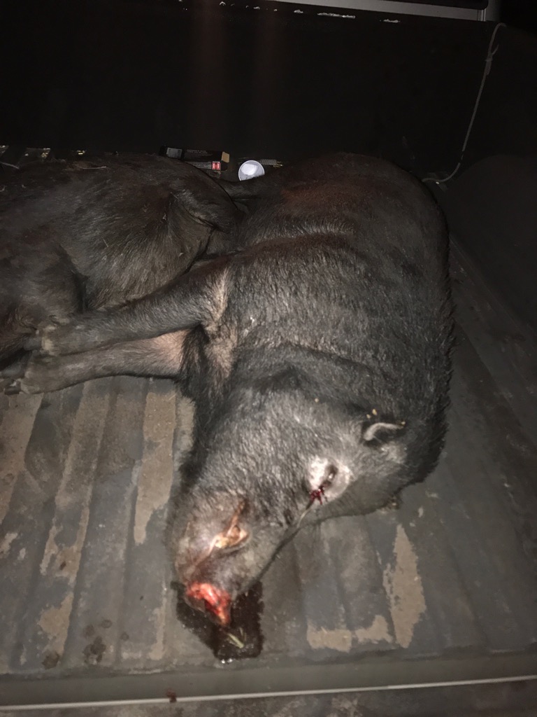 1575242032_6407791885de4493090fcf4.78943165_pig 2.jpg