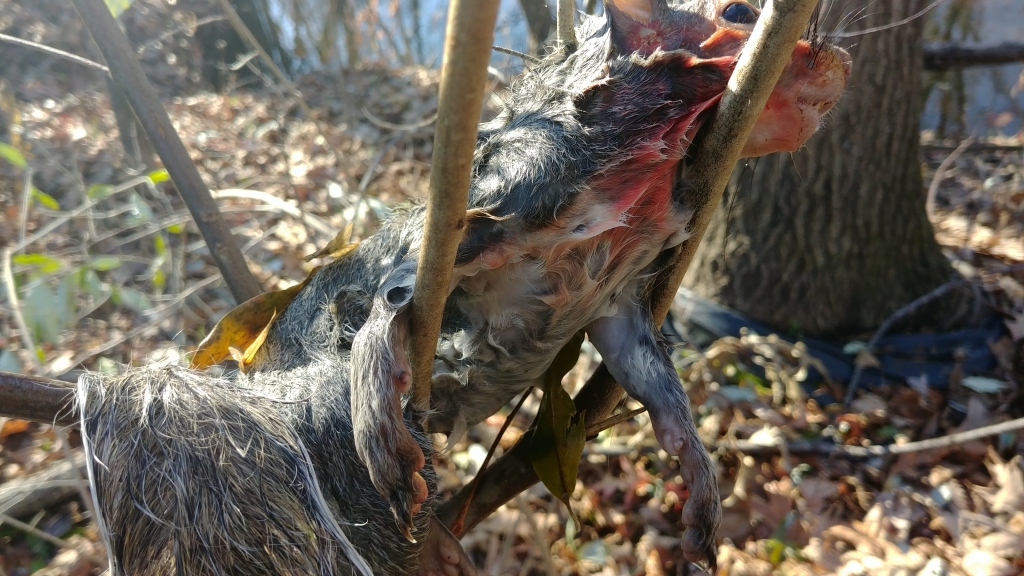 1575757820_7650593605dec27fc1b9181.68948919_194 yd shot.jpg