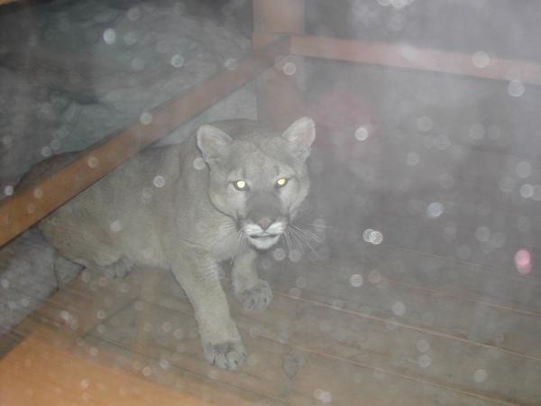 1576808477_7606024625dfc301d42be65.72211235_24Mountain_Lion_3-med.jpg