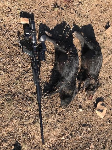 1577810688_4261258025e0b7b0077ce41.85309160_PIG1.jpg